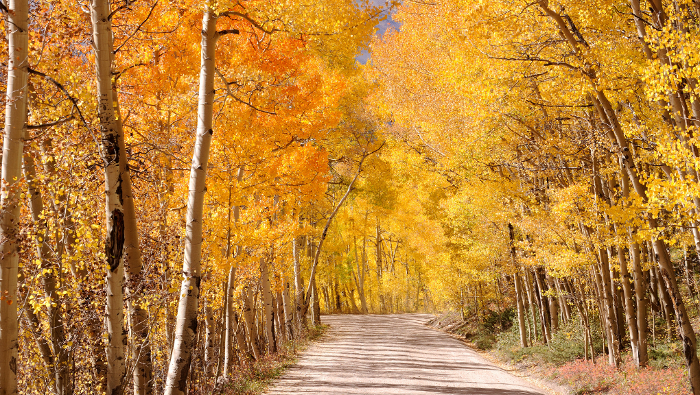 Gravel road with Colorado fall trees