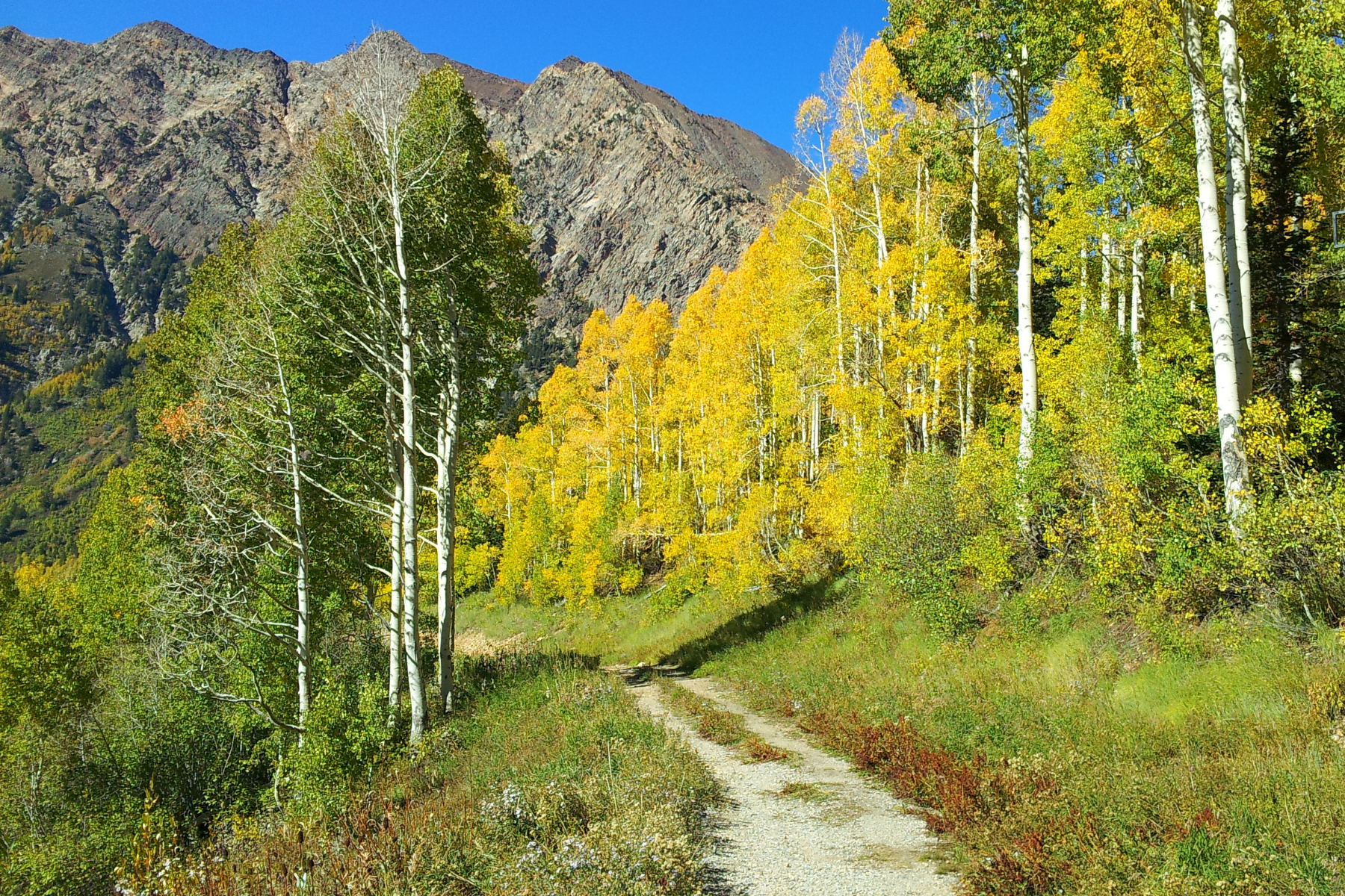 mountain trail in colorado in the fall