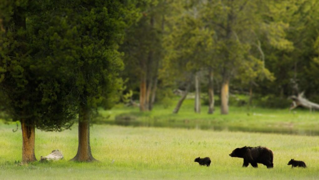 mother bear walking in field with cubs