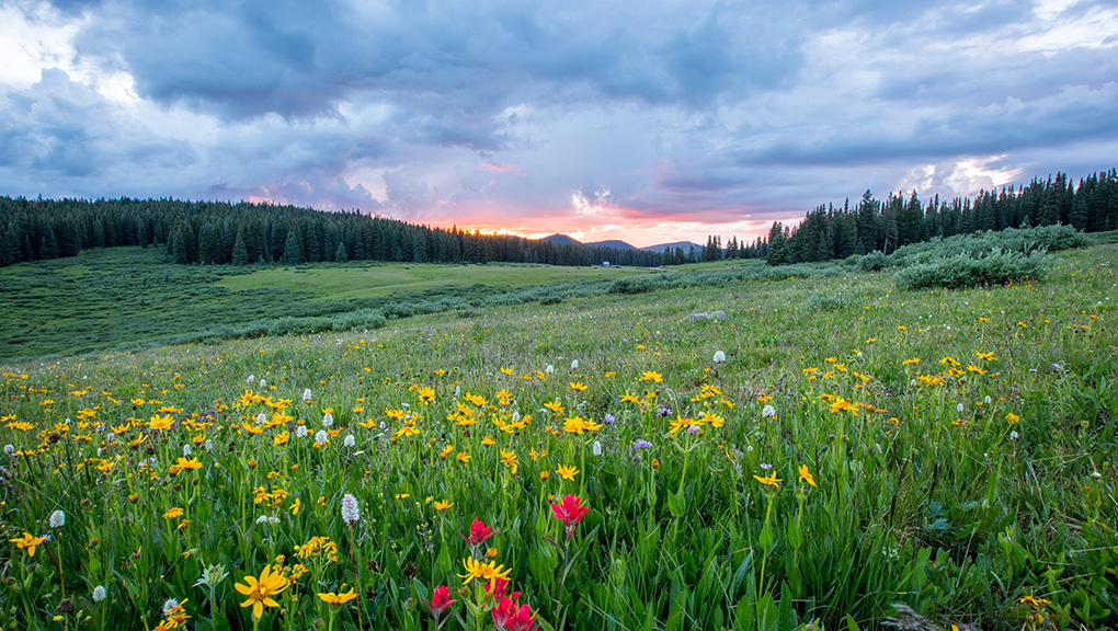 Meadow with yellow and red flowers and cloudy sky.