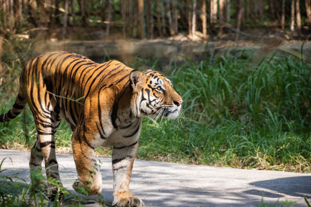 Orange tiger walking through sanctuary