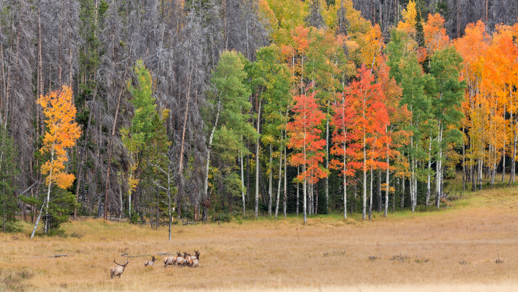 elk amidst the fall foliage in colorado in the fall