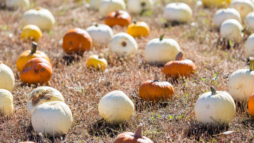 What Do You Do At A Pumpkin Patch Colorado Living