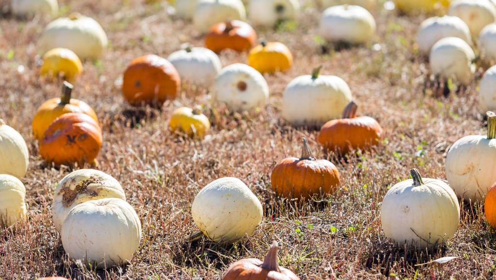 What Do You Do at a Pumpkin Patch?